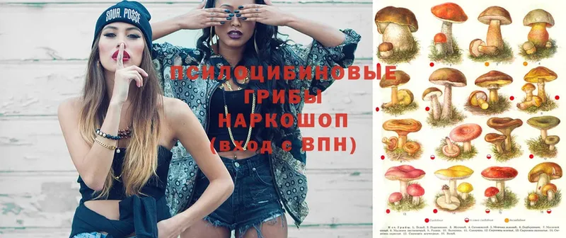 Псилоцибиновые грибы Psilocybe  Верхняя Тура 